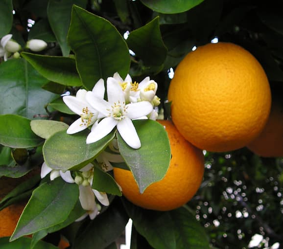 Il limone Sfusato Amalfitano