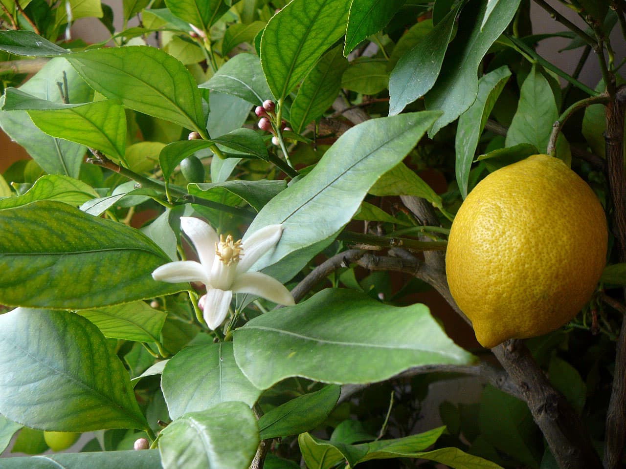 Limoncello — vero, falso, e come riconoscerli